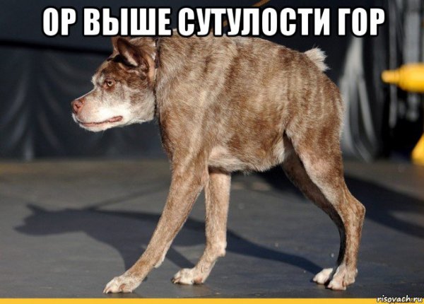 Сутулая собака сутулая