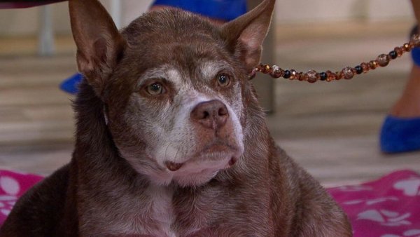 Квазимодо порода собаки