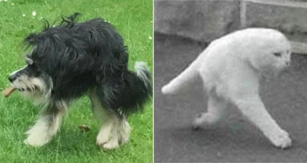 Фотография сутулой собаки