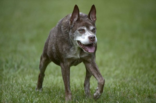 Овчарка Квазимодо