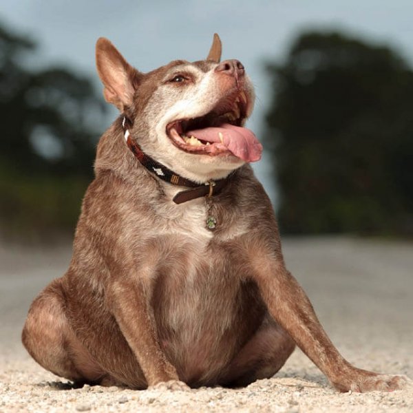 Голландская овчарка Квазимодо