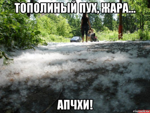 Тополиный пух жара