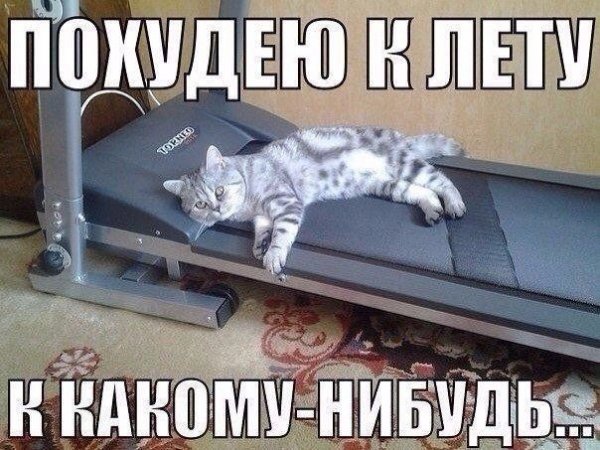 Приколы про диету