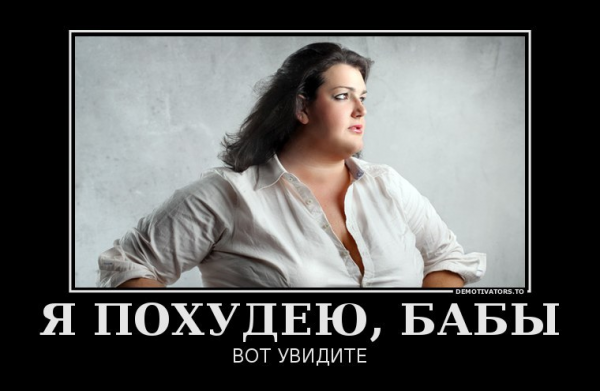 Коты про похудение