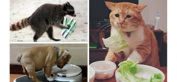 Как похудеть прикол