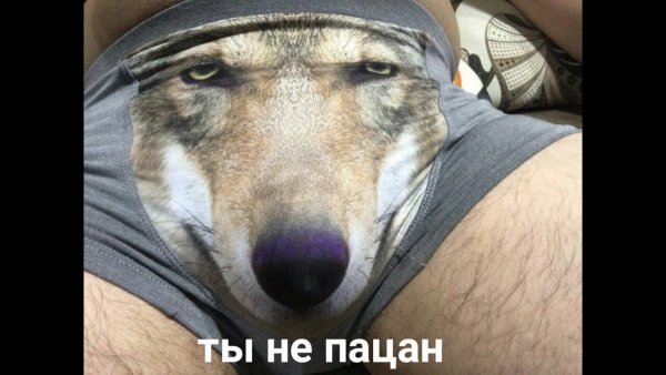 Трусы с волком Мем