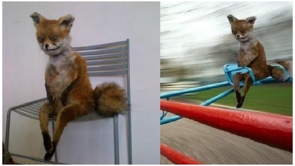 Лиса сидит на стуле