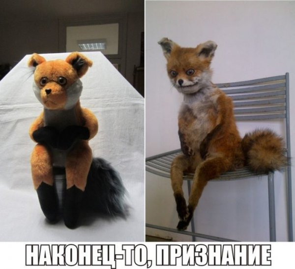 Лиса на стуле