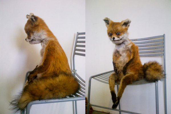 Адель Морзе упоротый Лис