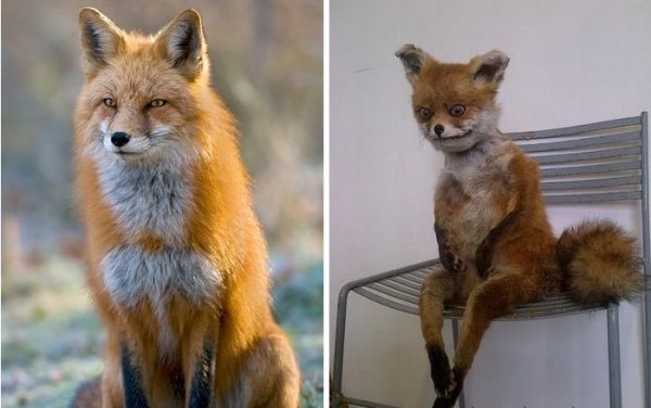 Лис на стуле