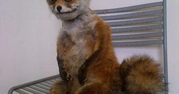 Упоротая лиса