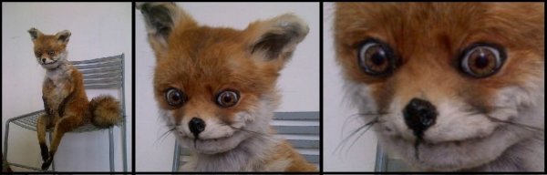 Упоротый Лис Мем