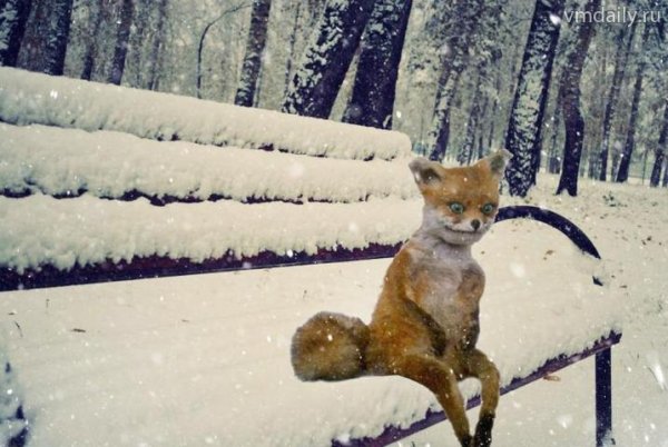 Упоротый пес