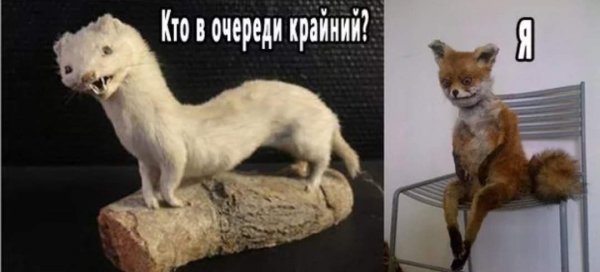 Тибетская лиса чучело