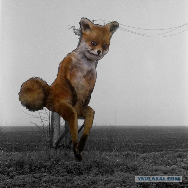 Чучело грустный Лис