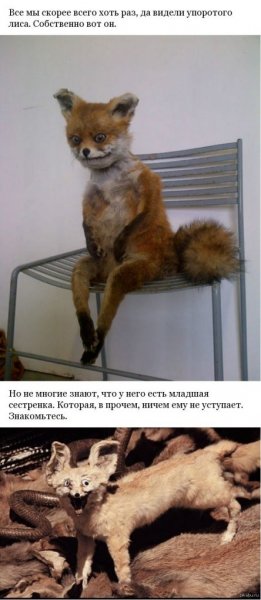 Страшное чучело лисы