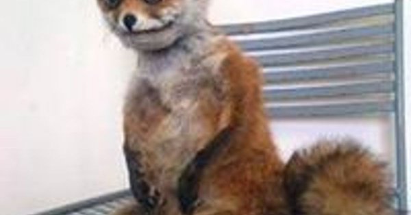 Упоротый Лис сидит