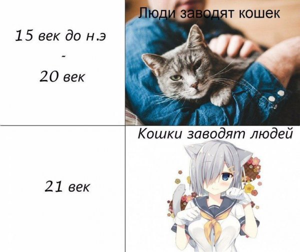Кошка аниме прикол