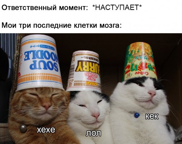 Мемы про hehe котенка (46 фото)