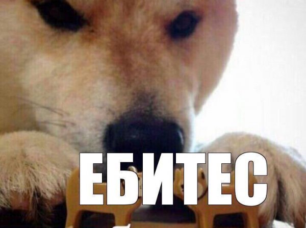 Собака ебитес