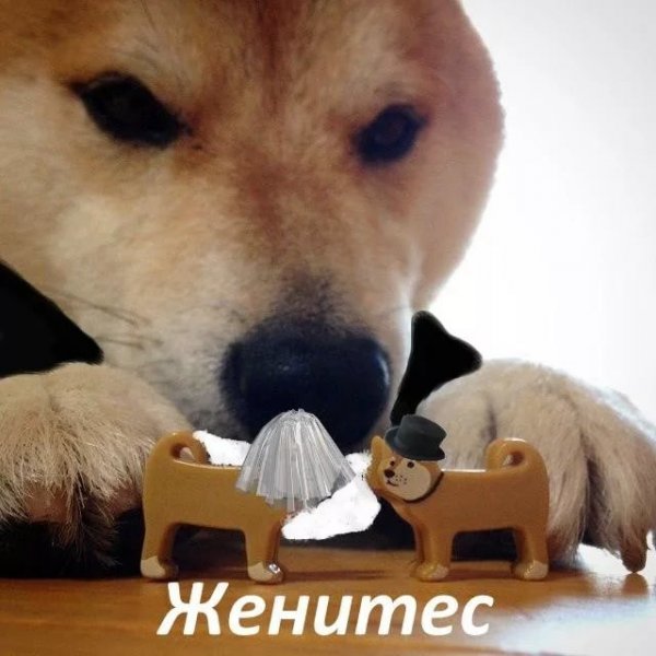 Собака с игрушечными собаками