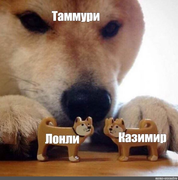 Мемы с собаками 2021