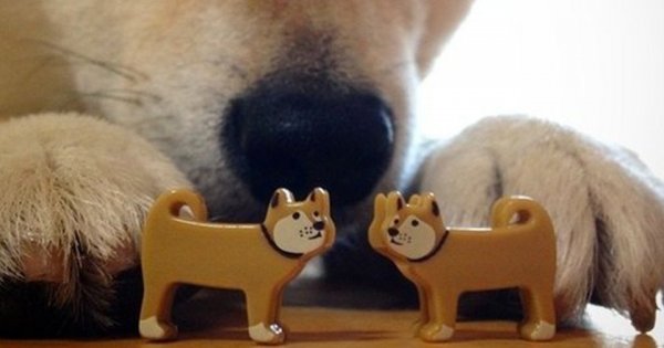 Собака с игрушечными собаками