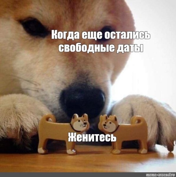 Сиба ину ебитес