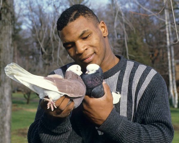 Майк Тайсон и голуби