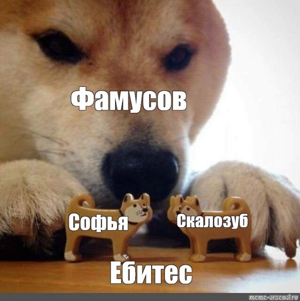 Сиба ину ебитес