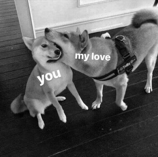 Собака с надписью ебитесь