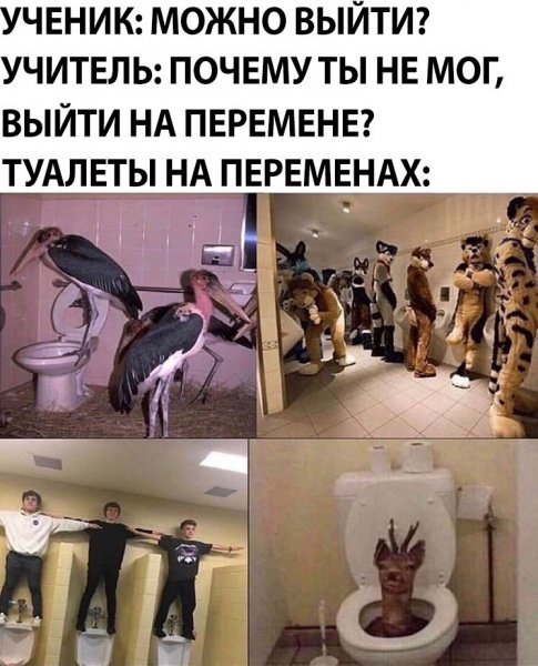 Мемы про школьный туалет