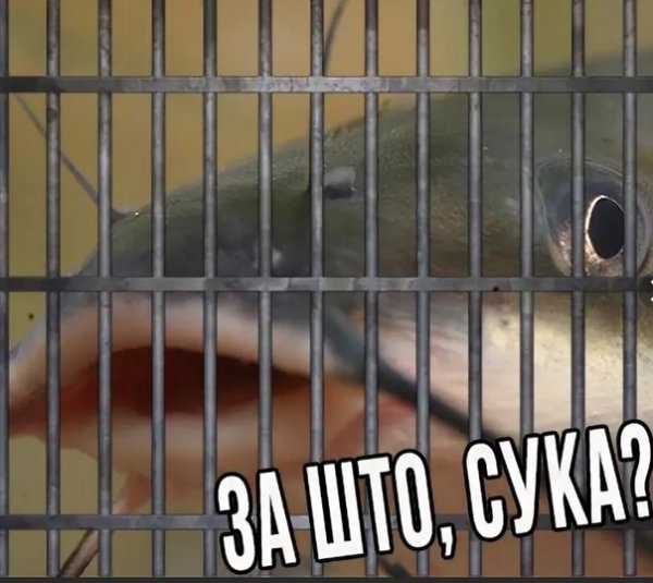 Сома посудите Мем