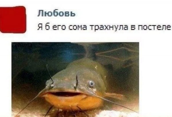 Приколы про сома