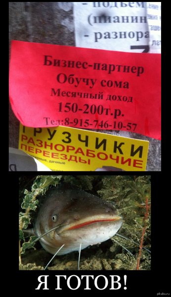 Смешной сом