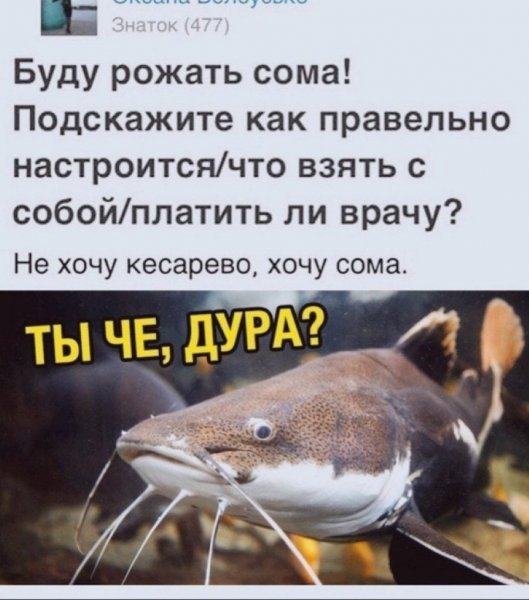 Приколы про сома