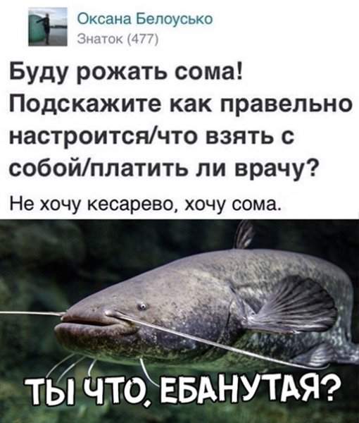 Рожу сома