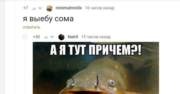 Шутки про сома