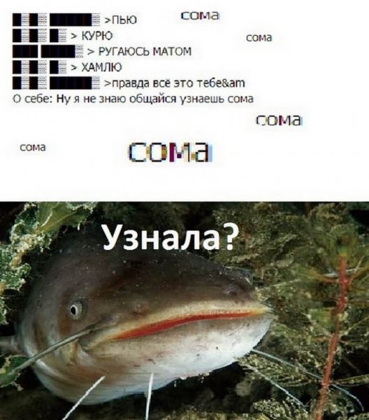 Приколы про сома