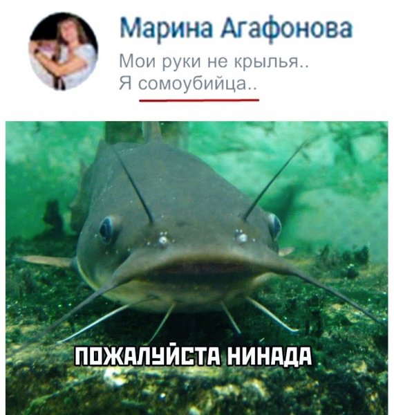 Сома Мем
