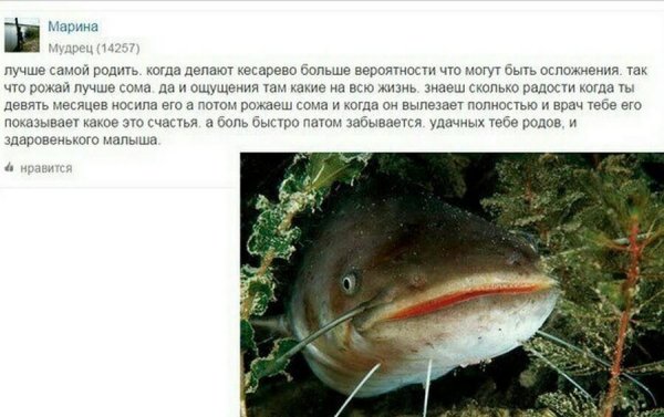 Шутки про сома