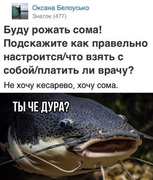 Мемы про сома