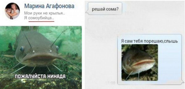 Приколы про сома