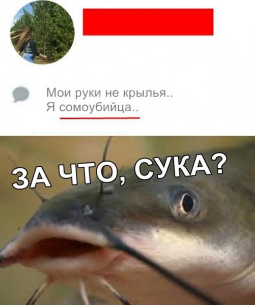 Сом мемы