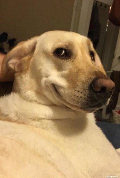 Мемы про собаку которая улыбается (49 фото)
