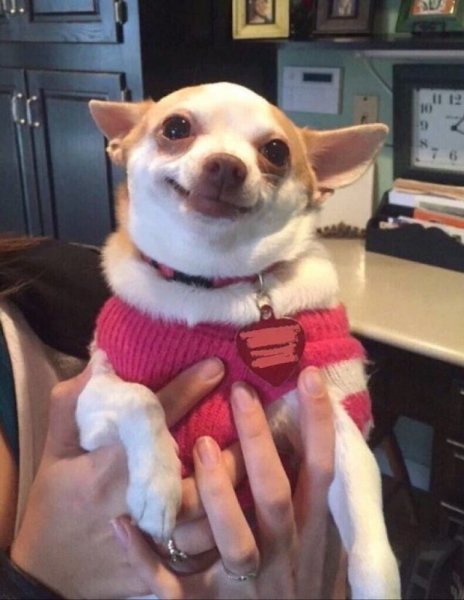 Чихуахуа улыбается Мем