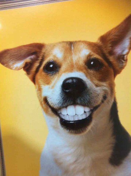 Мемы про собак