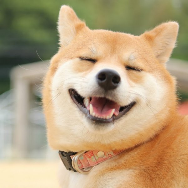 Шиба ину Додж