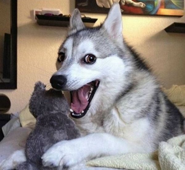 Мем собака хаски хаски