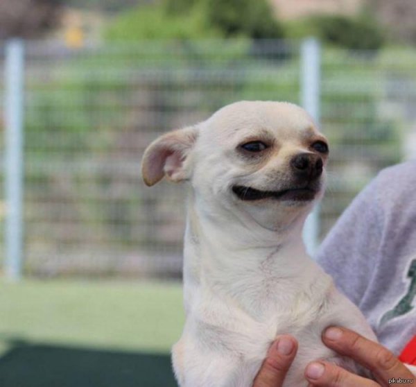 Чихуахуа улыбается